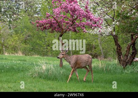 Maultierhirsche und blühende Bäume im Wallowa Valley, Oregon. Stockfoto