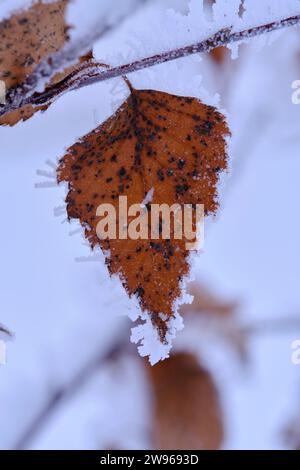 Gelbes Birkenblatt ist mit Frost und Schnee bedeckt Stockfoto