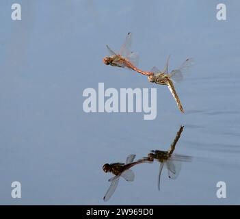 Ein paar Variegated Meadowhawk Libellen (Sympetrum corruptum) fliegen im Tandem über einen See und legen Eier im Wasser, Galveston, Texas, USA. Stockfoto