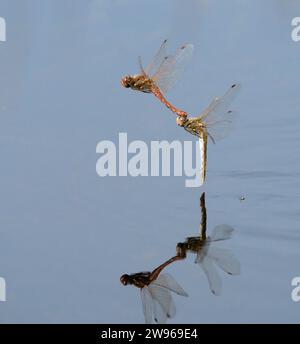 Ein paar Variegated Meadowhawk Libellen (Sympetrum corruptum) fliegen im Tandem über einen See und legen Eier im Wasser, Galveston, Texas, USA. Stockfoto