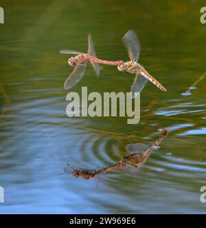 Ein paar Variegated Meadowhawk Libellen (Sympetrum corruptum) fliegen im Tandem über einen See und legen Eier im Wasser, Galveston, Texas, USA. Stockfoto