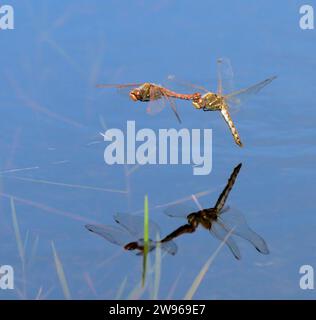 Ein paar Variegated Meadowhawk Libellen (Sympetrum corruptum) fliegen im Tandem über einen See und legen Eier im Wasser, Galveston, Texas, USA. Stockfoto