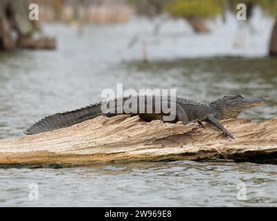 Ein amerikanischer Alligator, der auf einem verwitterten Baumstamm in einem Sumpfgebiet in Louisiana ruht. Fotografiert in freier Wildbahn im Profil mit geringer Schärfentiefe. Stockfoto