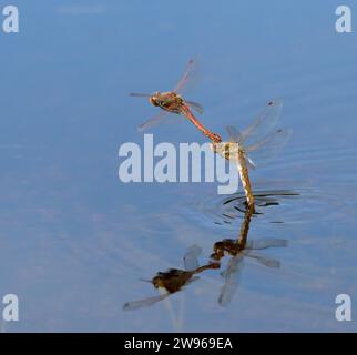 Ein paar Variegated Meadowhawk Libellen (Sympetrum corruptum) fliegen im Tandem über einen See und legen Eier im Wasser, Galveston, Texas, USA. Stockfoto