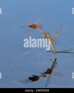 Ein paar Variegated Meadowhawk Libellen (Sympetrum corruptum) fliegen im Tandem über einen See und legen Eier im Wasser, Galveston, Texas, USA. Stockfoto