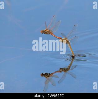 Ein paar Variegated Meadowhawk Libellen (Sympetrum corruptum) fliegen im Tandem über einen See und legen Eier im Wasser, Galveston, Texas, USA. Stockfoto