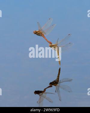 Ein paar Variegated Meadowhawk Libellen (Sympetrum corruptum) fliegen im Tandem über einen See und legen Eier im Wasser, Galveston, Texas, USA. Stockfoto