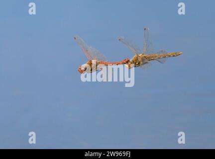 Ein paar Variegated Meadowhawk Libellen (Sympetrum corruptum) fliegen im Tandem über einen See und legen Eier im Wasser, Galveston, Texas, USA. Stockfoto