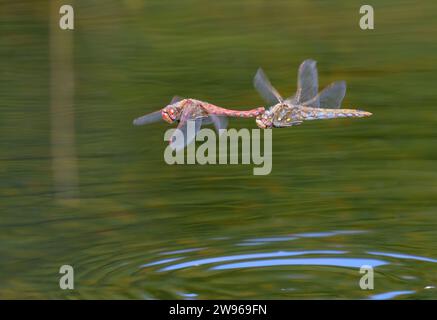 Ein paar Variegated Meadowhawk Libellen (Sympetrum corruptum) fliegen im Tandem über einen See und paaren sich, Galveston, Texas, USA. Stockfoto