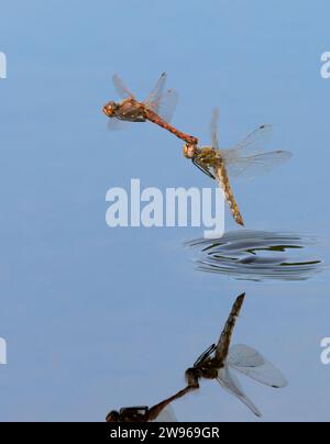 Ein paar Variegated Meadowhawk Libellen (Sympetrum corruptum) fliegen im Tandem über einen See und legen Eier im Wasser, Galveston, Texas, USA. Stockfoto