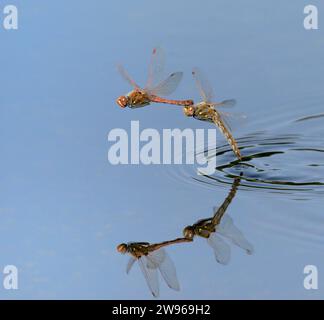 Ein paar Variegated Meadowhawk Libellen (Sympetrum corruptum) fliegen im Tandem über einen See und legen Eier im Wasser, Galveston, Texas, USA. Stockfoto