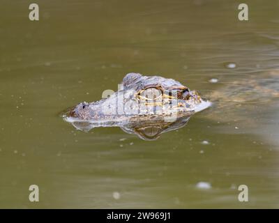 Baby American Alligator schwimmt im olivgrünen Sumpfwasser, nur der Kopf ist deutlich sichtbar. Stockfoto