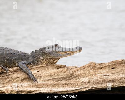 Nahaufnahme von Kopf und Brust eines amerikanischen Alligators, der auf einem verwitterten Baumstamm in einem Sumpfgebiet von Louisiana ruht. Stockfoto