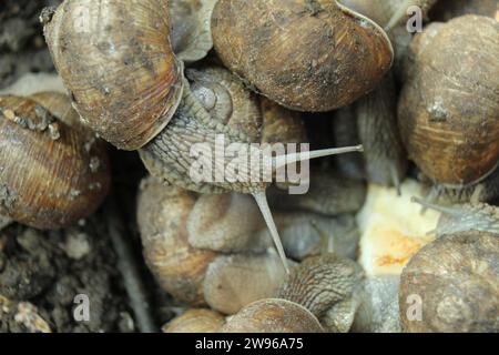 Schnecken wachsen auf der Farm. Eine Schnecke mit einer Schale ist von oben zu sehen. Protein Alternative Food. Stockfoto