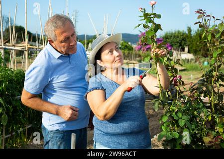 Interessiertes Seniorenpaar pflegt am Sommertag Blumen im Garten auf dem Gehöft und beschneidet Zweige an Rosenbüschen Stockfoto