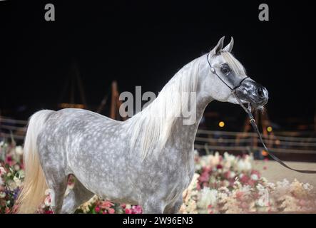 Arabisches Pferdefest Doha katar 2022 Stockfoto