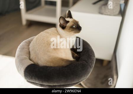 Porträt einer eleganten beigen Siamkatze, die mit blauen Augen liegt. Das Haustier sitzt bequem. Schlanke, gut gepflegte Vollblut-braune Katze Stockfoto