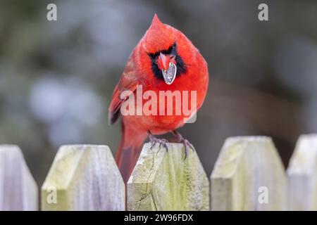 Nördlicher Kardinal (Cardinalis cardinalis), der im Winter auf einem Holzzaun in Iowa, USA, sitzt Stockfoto