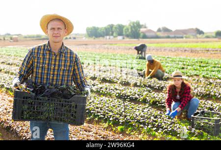 Europäischer Gärtner in Strohhut, der Kiste mit frischen roten Kanonigos im Garten hält Stockfoto