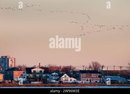 Schneegänse scharen Flugknäuel über dem Broad Channel in Queens, New York City Stockfoto