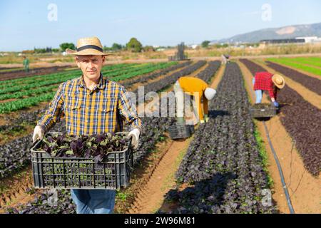 Europäischer Gärtner in Strohhut, der Kiste mit frischen roten Kanonigos im Garten hält Stockfoto