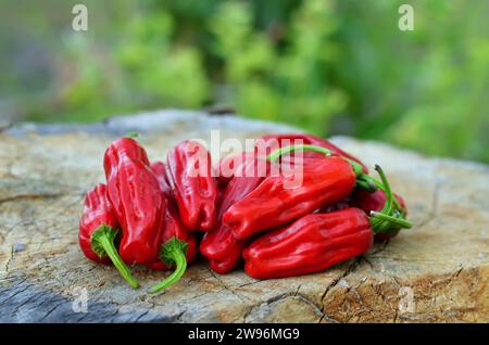 Roter, leicht heißer Pfeffer Pepperoncini griechisch der Art Capsicum annuum. Stockfoto