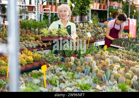 Eine ältere Frau, die auf dem Blumenmarkt arbeitet, ist aufmerksam und untersucht Kakteen im Topf Stockfoto