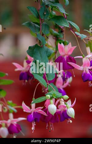 Die Blüten erstrahlen in einer lebendigen Sinfonie aus Farbtönen, das Kaleidoskop der Natur macht Freude mit jedem Blütenblatt – ein farbenfroher Tanz des Lebens. Stockfoto