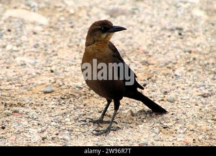 Schwarze Vögel in der Natur - Colorado River Vögel - männliche und weibliche schwarze Vögel Stockfoto