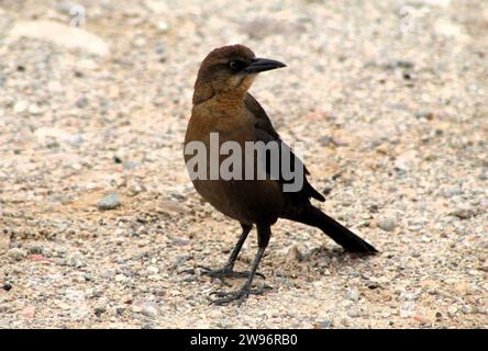 Schwarze Vögel in der Natur - Colorado River Vögel - männliche und weibliche schwarze Vögel Stockfoto