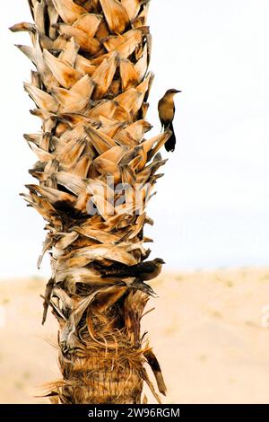 Mehrere weibliche schwarze Vögel posieren in Palmen am Colorado River, Bullhead City, Az und Laughlin NV Stockfoto