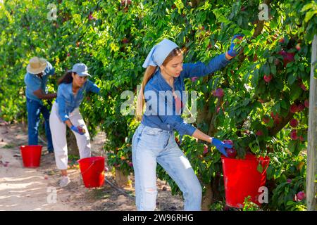 Drei Arbeiter ernten Pflaumen auf Obstplantagen. Sie füllen Eimer mit ihnen. Stockfoto