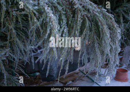 Vereisung in der Welt der Zweige mit langen grünen Nadeln bedeckt mit einer dünnen Eisschicht an einem Wintertag. Stockfoto