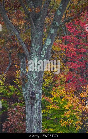 Eine Herbstszene mit einem mit Litchen bedeckten Ahornbaum mit farbenfrohen Herbstblättern Stockfoto