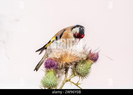 Europäischer Goldfink, der sich von den Samen der Disteln ernährt. Europäischer Goldfink oder einfach nur Goldfink, lateinischer Name Carduelis carduelis, thront auf einem Zweig der t Stockfoto
