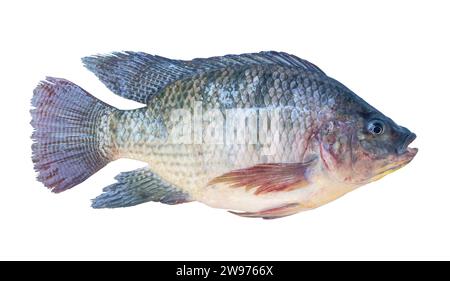 Fresh Nil Tilapia oder Pla Nin auf Thai, Süßwasserfisch ist isoliert auf weißem Hintergrund mit Beschneidungspfad. Stockfoto