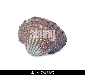 Einzelne frische Cockle ist auf weißem Hintergrund mit Beschneidungspfad isoliert. Stockfoto