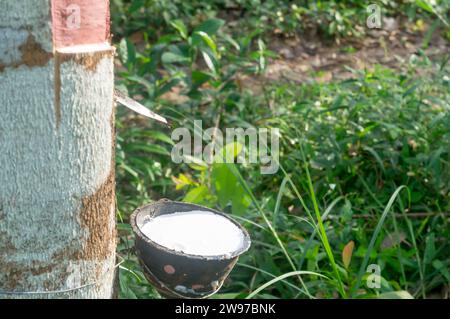 Nahaufnahme der Schüssel ist voll mit Naturlatex, gezapft oder aus Gummibäumen in einer Kautschukplantage im Süden Thailands extrahiert. Stockfoto