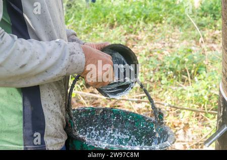 Der Arbeiter sammelt Naturlatex, indem er Latex aus der Plastikschale oder dem Becher in den Eimer gießt und die Schüssel vor dem Bewegen sauber hält Stockfoto