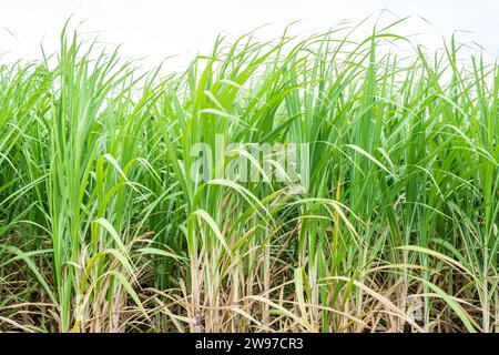Nahaufnahme eines frischen Zuckerrohrfeldes mit grünen Blättern wurde in Thailand im Upcountry gemacht. Stockfoto