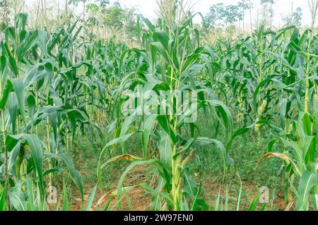 Nahaufnahme des Maisfeldes in Thailand Upcountry, frische grüne Körner wachsen auf und liefern Ertrag in Plantagen. Gesunder Mais oder Getreide Stockfoto