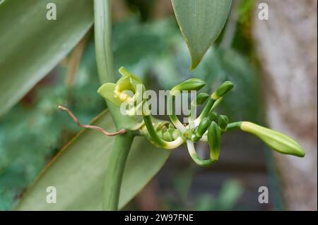 Nahaufnahme einer Vanilleorchideenblume auf einer Pflanze, die auf einem Baum aufsteigt, auch flachblättrige Vanille genannt, Pflanze, aus der Vanillegewürze gewonnen oder gewonnen werden Stockfoto
