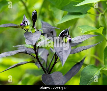 Glänzende schwarze Chillies auf der Pflanze im Gemüsegarten Stockfoto