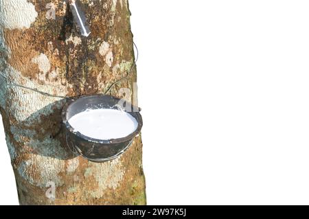 Kautschukbaum, der einen großen Ertrag an Naturkautschuklatex liefert, der aus Kautschukbäumen in einer Kautschukplantage im Süden Thailands gezapft oder extrahiert wurde, ist isoliert o Stockfoto