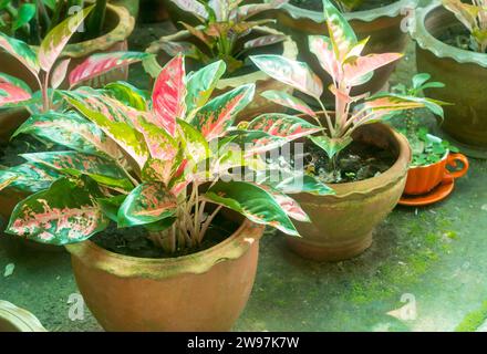 Aglaonema Laub im Wasserglas oder Topf zu Hause, Frühling Schnee chinesisches Immergrün, exotisches tropisches Blatt, chinesischer immergrüner Hintergrund, Pflanzenhaus Stockfoto