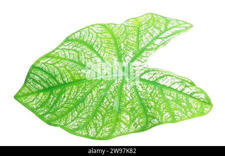 Nahaufnahme und Draufsicht des frischen grünen Kaladiumblattes mit Muster ist auf weißem Hintergrund mit Beschneidungspfad isoliert. Stockfoto