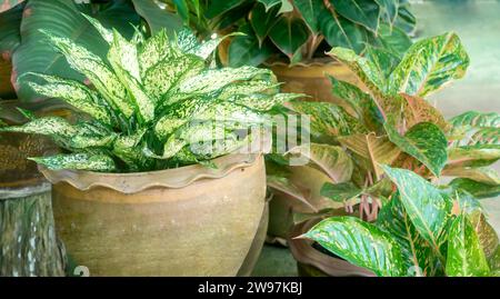 Aglaonema Laub im Wasserglas oder Topf zu Hause, Frühling Schnee chinesisches Immergrün, exotisches tropisches Blatt, chinesischer immergrüner Hintergrund, Pflanzenhaus Stockfoto