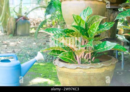 Aglaonema Laub im Wasserglas oder Topf zu Hause mit Gießtopf, Frühling Schnee chinesisches Immergrün, exotisches tropisches Blatt, chinesischer immergrüner Hintergrund, pl Stockfoto