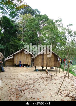 Stämmen im Taman Negara Nationalpark, Malaysia Stockfoto