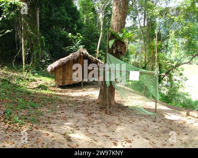 Stämmen im Taman Negara Nationalpark, Malaysia Stockfoto